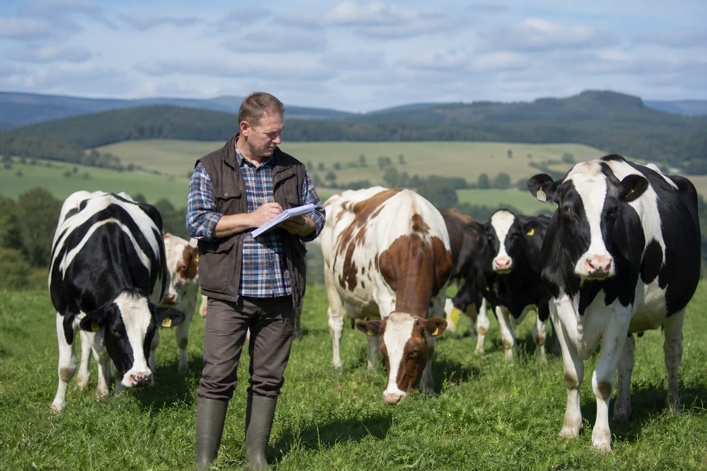 Farmář kontroluje dobytek na pastvině.