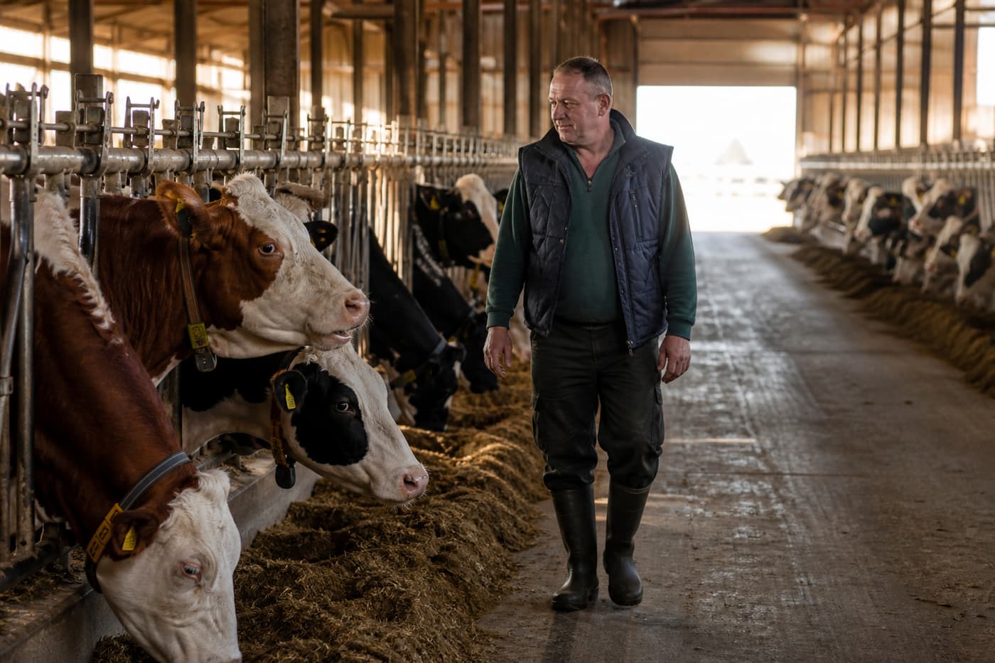 Farmář ve stáji mezi dobytkem — kontrola zvířat.
